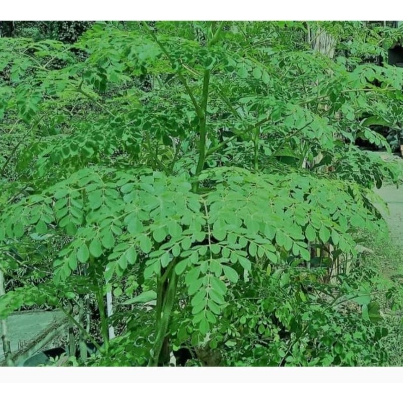 

daunkelorsegar/kering 100gram