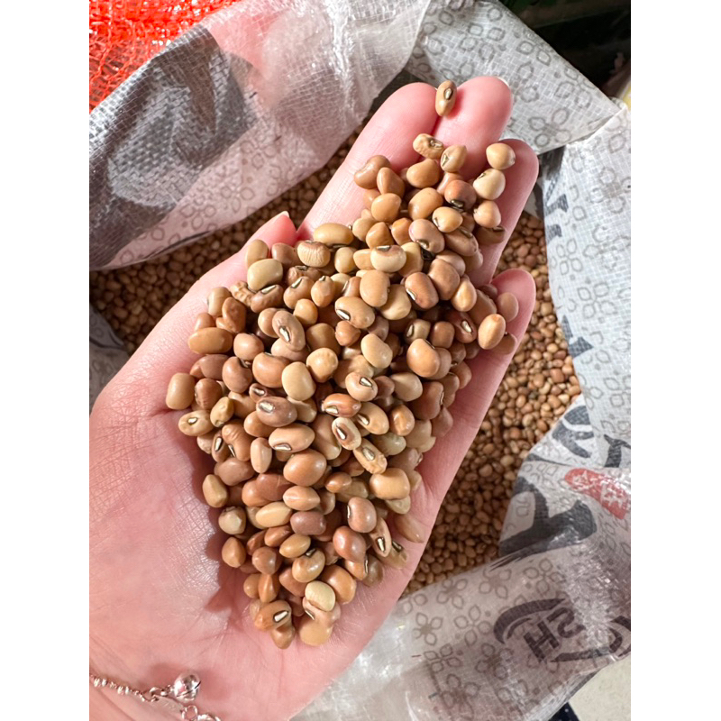 

Kacang Tunggak / Kacang Tolo