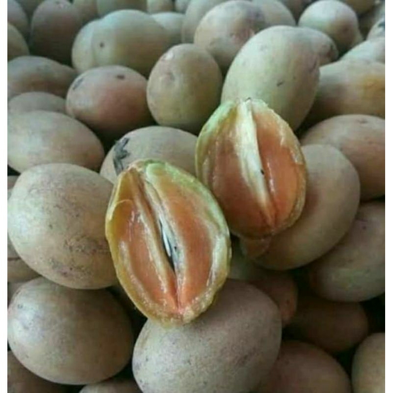 Buah sawo matang manis/sawo madu 1 kg