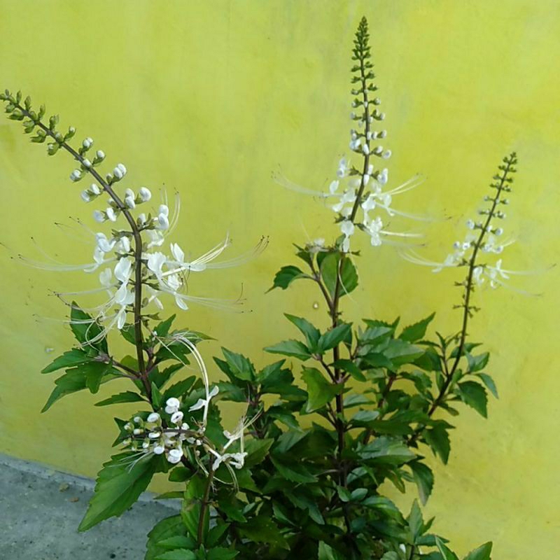 

Remujung Kumis kucing Orthosiphon herbal tanaman