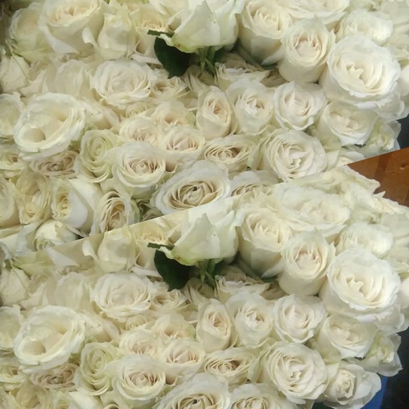 bunga mawar putih 20 tangkai