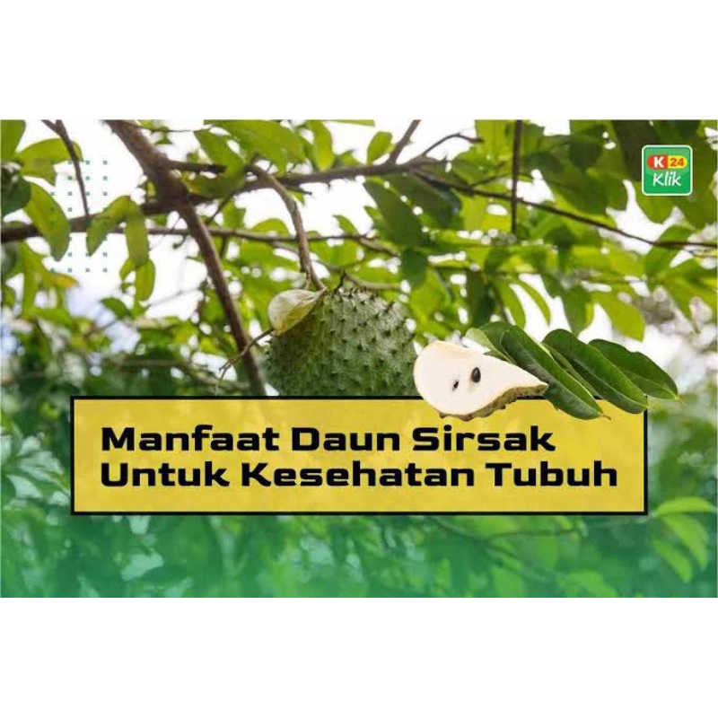 

Daun Sirsak Segar Atau Kering