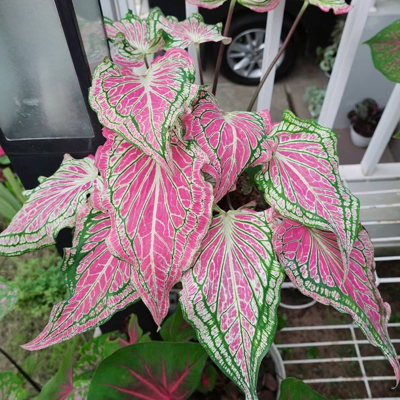 Tanaman Hias Caladium Wayang/keladi Import Cantik Merah/Keladi Bibit