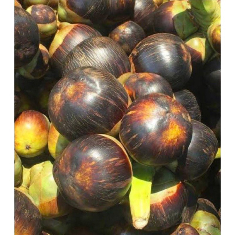 

Buah Lontar Fresh Dari Pohon