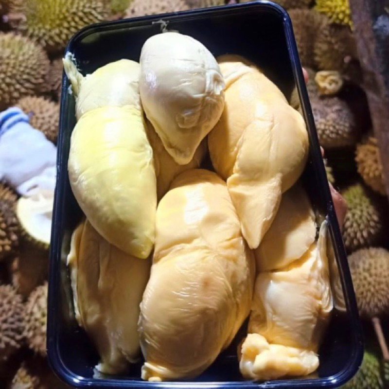 

durian medan