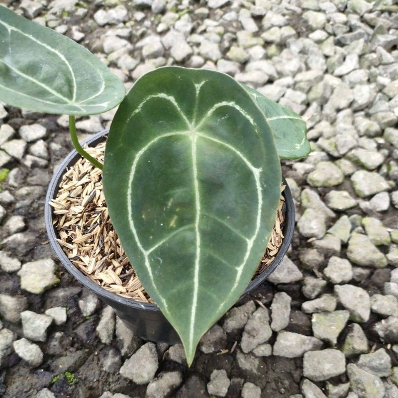 anturium forgetii original/kuping gajah forgetii