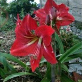 Umbi Bunga Amarilis Merah Putih bonus bibit bunga sedap malam
