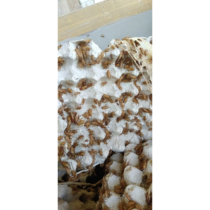 

tj / telur jangkrik madu kunyit kemasan 1kg kwalitas jos.