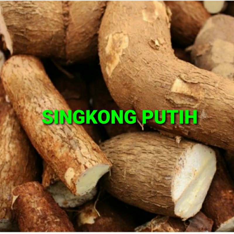 

SINGKONG PUTIH KHUSUS PARA SULTAN 1 KG (PREMIUM QUALITY)