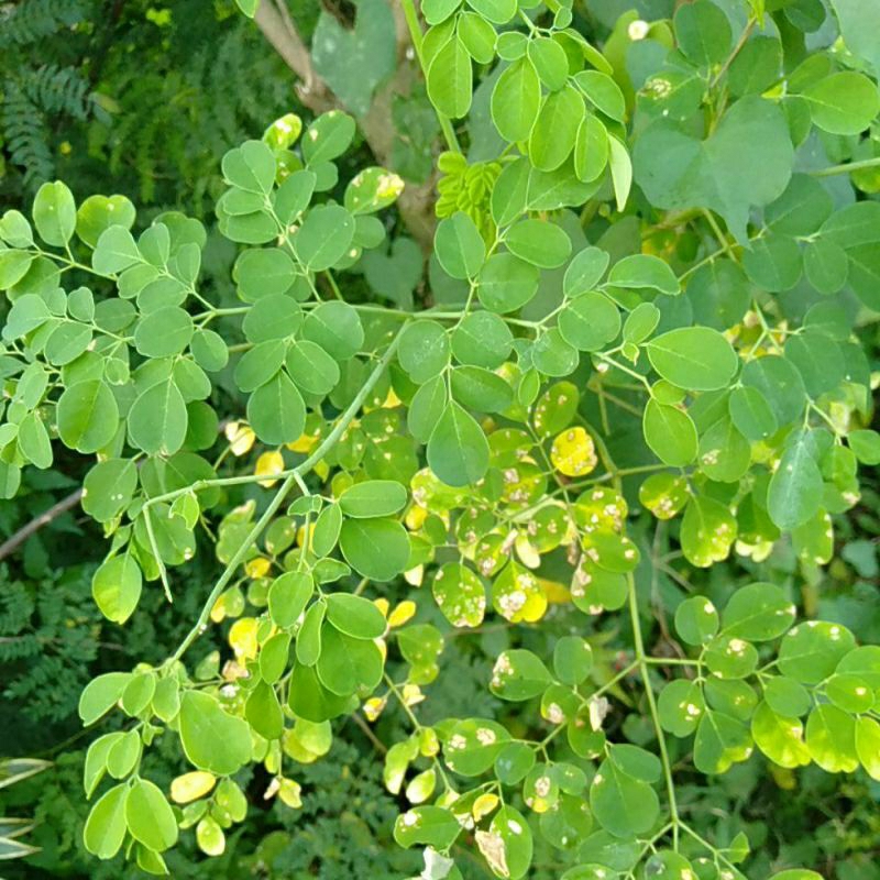 

Petik Daun Kelor Celor Moringa segar ikat