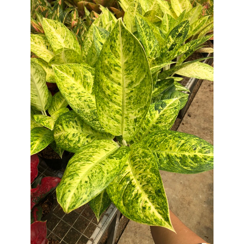 Aglaonema Bigroy White Jumbo Lokal