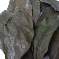 

TERBAIK HERBAL DAUN CEREMAI KERING/PHYLLANTHUS ACIDUSP 1 KG