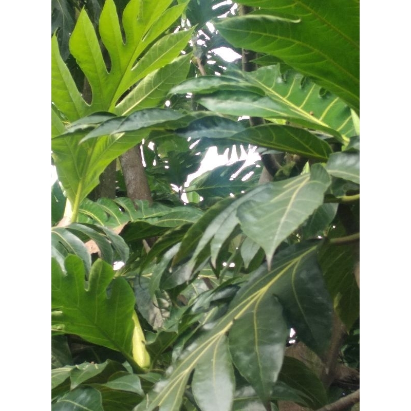 

daun sukun segar perlembar(pohon sendiri)