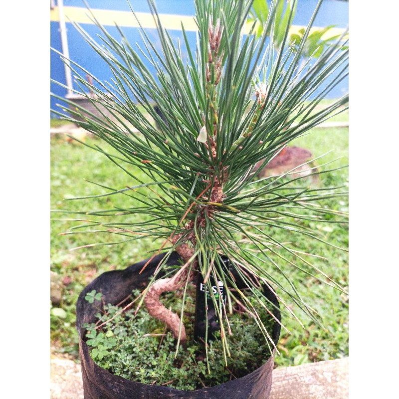 Japanese Black Pine