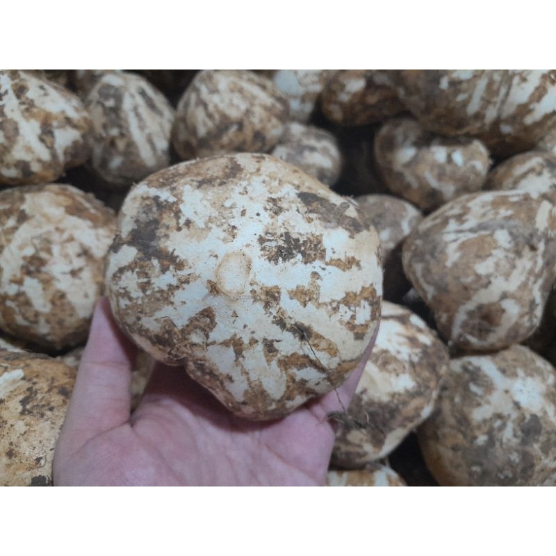 

Buah Bengkuang segar / Buah bengkoang segar