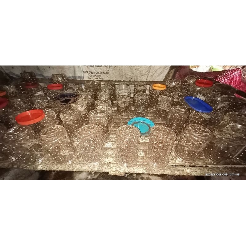 BIBIT SEMUT RANGRANG PENGHASIL KROTO BERKUALITAS