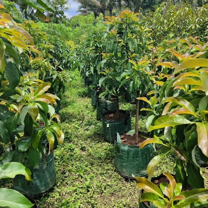 Bibit Tanaman Alpukat Shepard Tinggi 1 Meter Up Batang Besar Dan Rimbun Cepat Berbuah