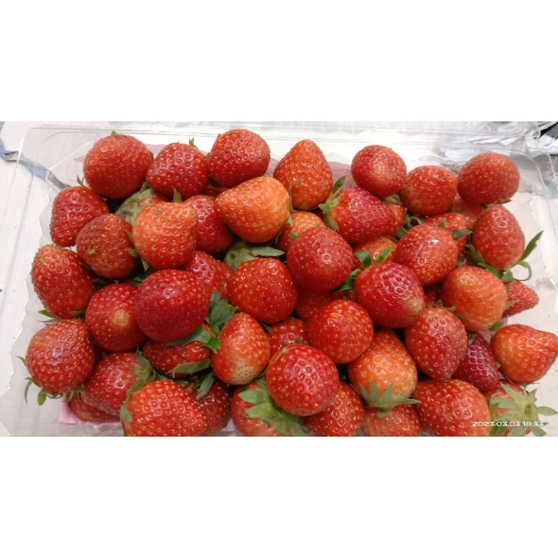 

Buah Strawberry Mini 500 Gram Khusus Medan