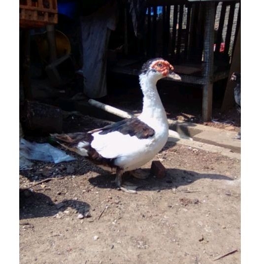 

PAKET ENTOK BIANG 3 EKOR ( POTONG )