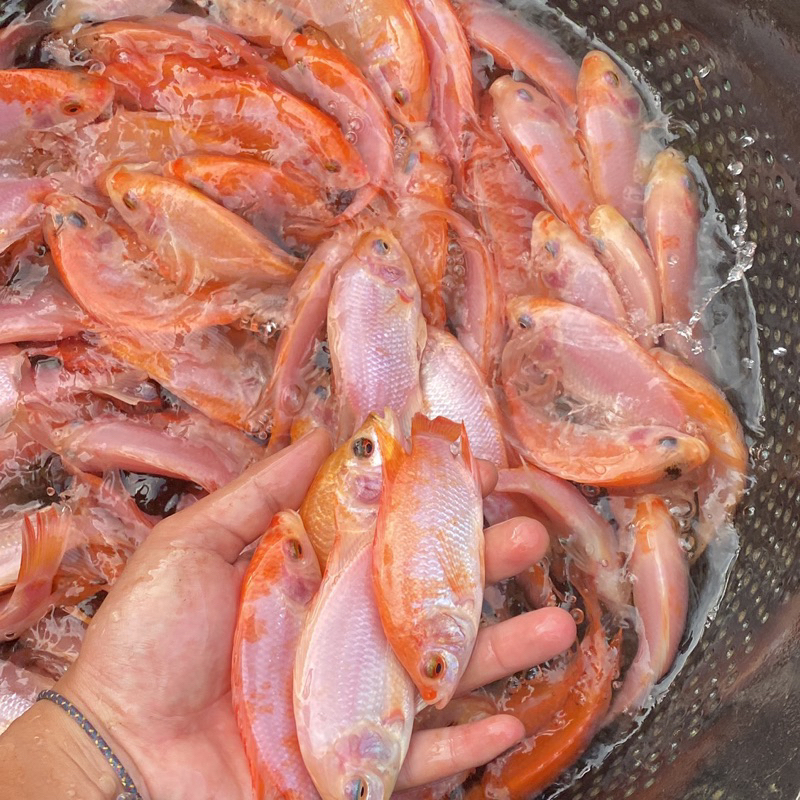 bibit ikan nila monosex