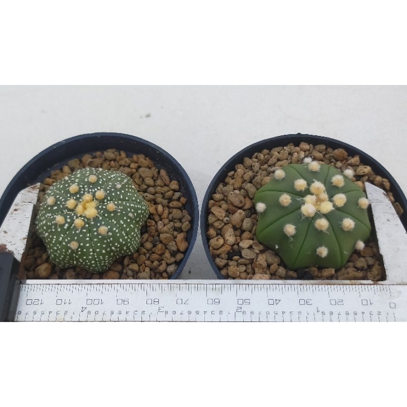 Astrophytum Starsheep dan hybrid oibo