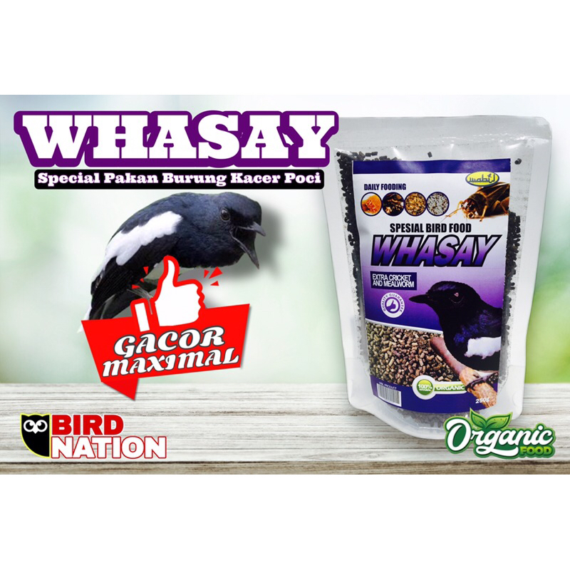 Pakan Burung Kacer Poci (Copsychus Saularis) Kucica Kampung