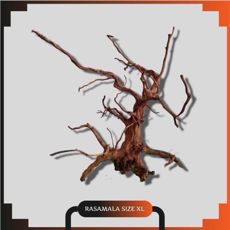 Kayu Rasamala Aquascape