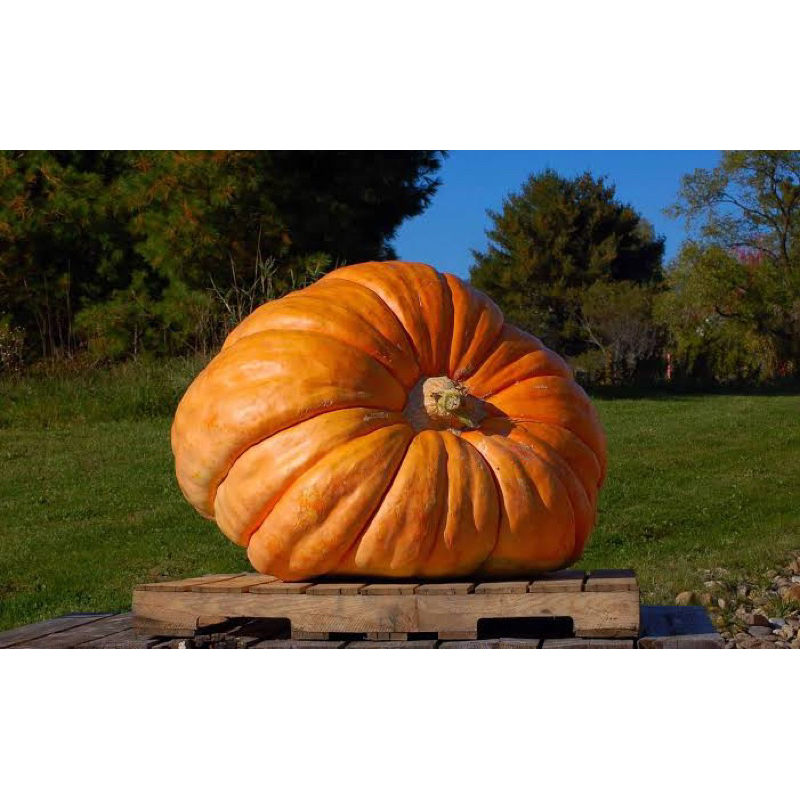 Benih Bibit Biji - Dill's Atlantic Giant Pumpkin Labu Raksasa Cucurbita maxima Seeds