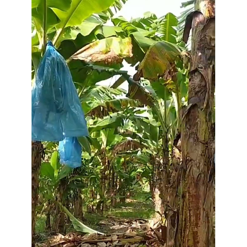 BRONGSONG PISANG Cavendish Roll