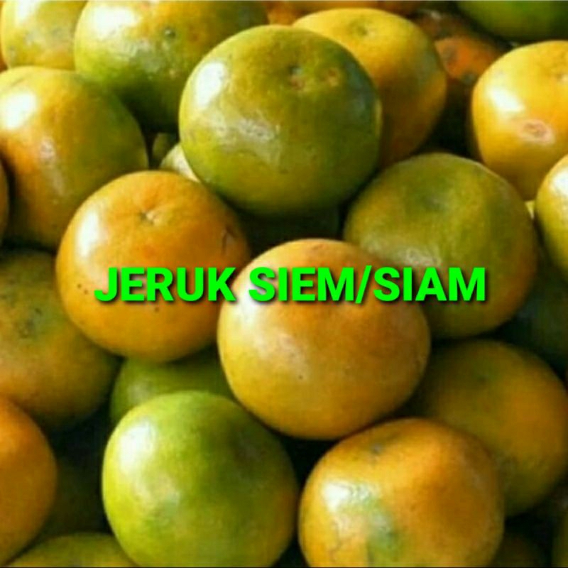 

JERUK SIEM KHUSUS PARA SULTAN 1 KG (PREMIUM QUALITY)
