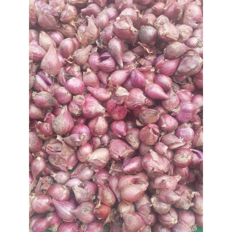 

bawang merah termurah