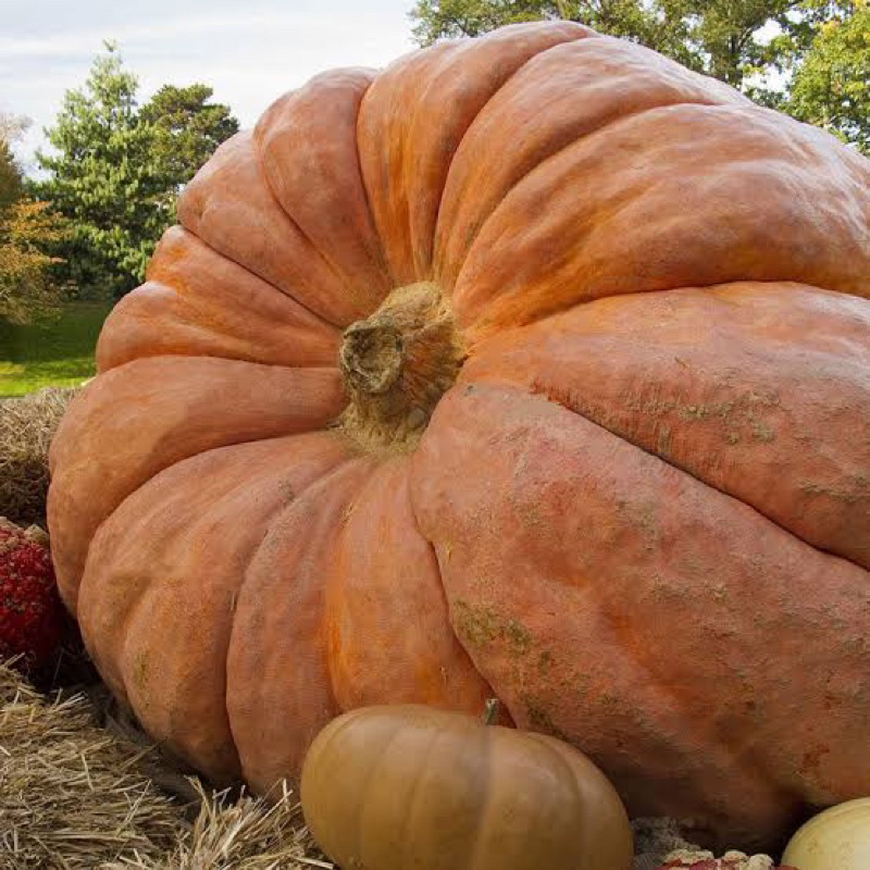 Benih Bibit Biji - Dill's Atlantic Giant Pumpkin Labu Raksasa Cucurbita maxima Seeds