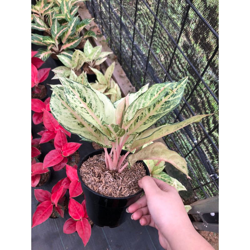 Aglaonema Frozen