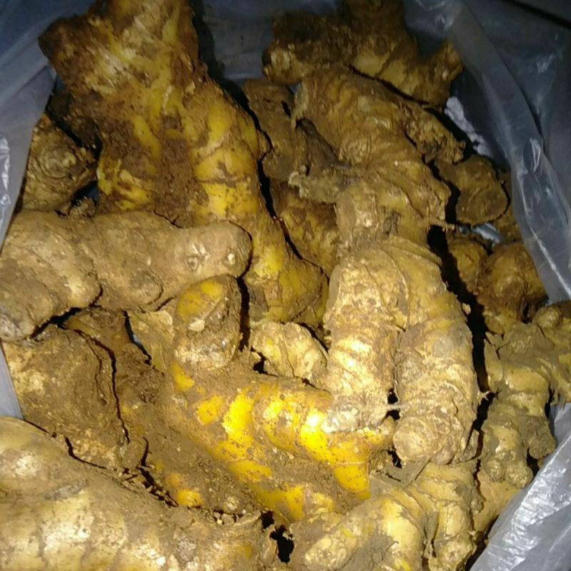 

Rimpang Puyang Lempuyang kilogram