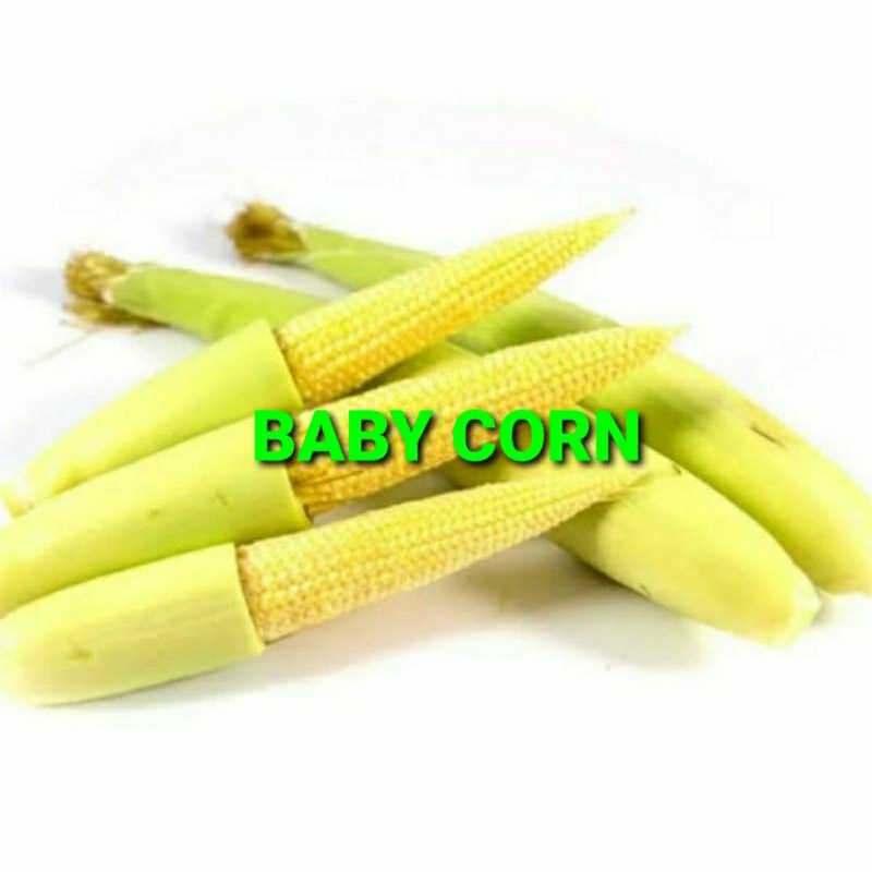 

BABY CORN KHUSUS PARA SULTAN 1 KG (PREMIUM QUALITY)