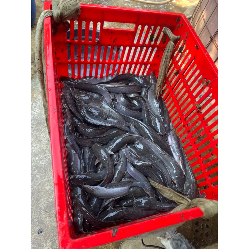 

Ikan Lele Organic