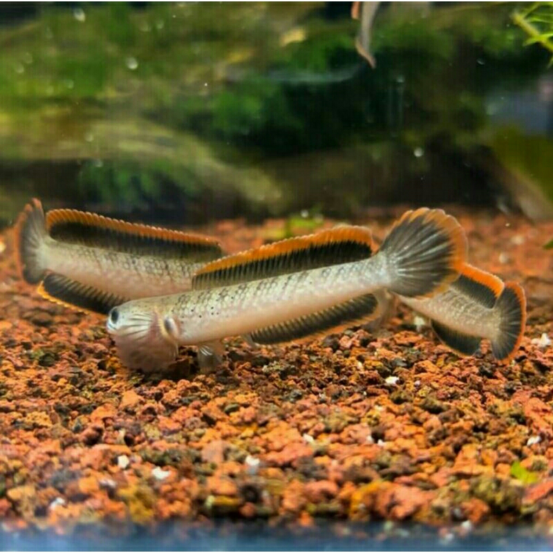 LIMBATA LAWU RIM TEBAL