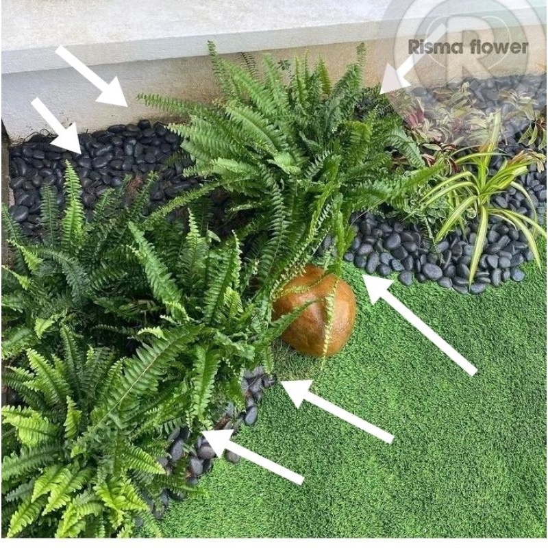 Tanaman hias pohon pakis kelabang ( pohon untuk taman minimalis cantik ) - tanaman untuk taman rumah