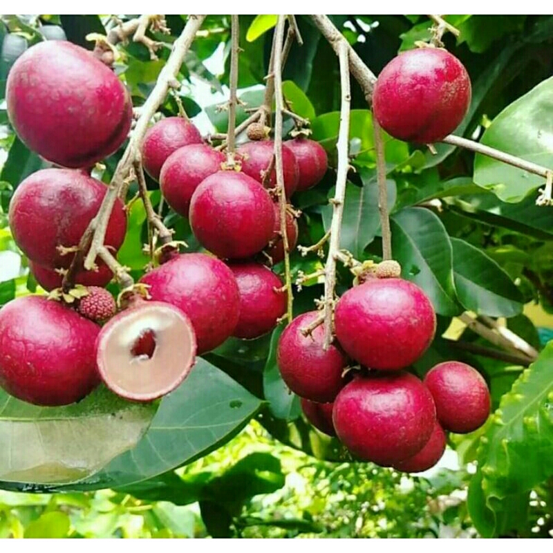 bibit kelengkeng merah berbunga