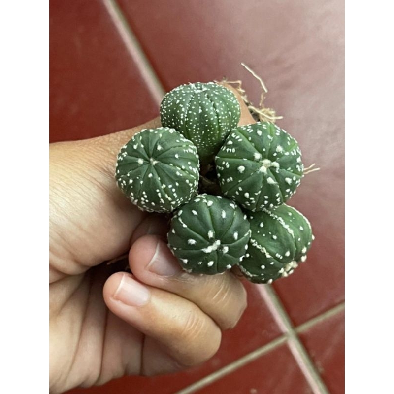 Kaktus Astro Astrophytum Nudum Asterias Kabuto