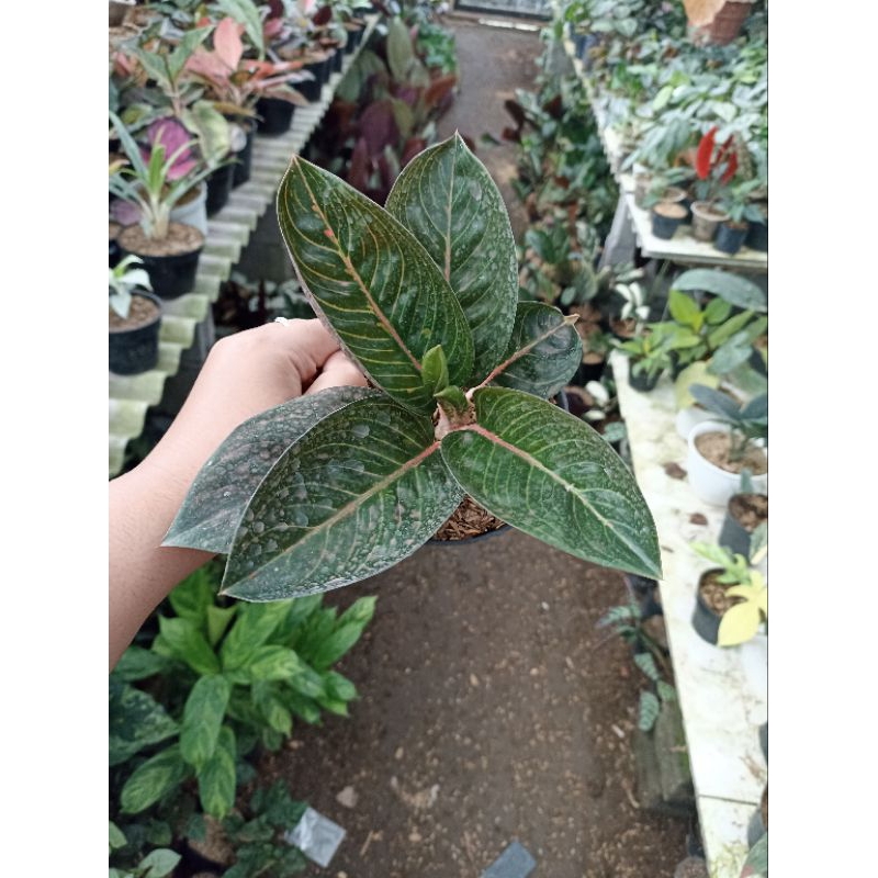Aglonema Aglaonema Adelia Black