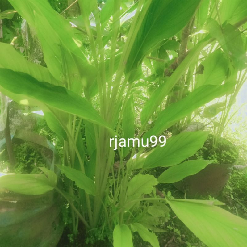 

Daun kunyit segar 20lembar