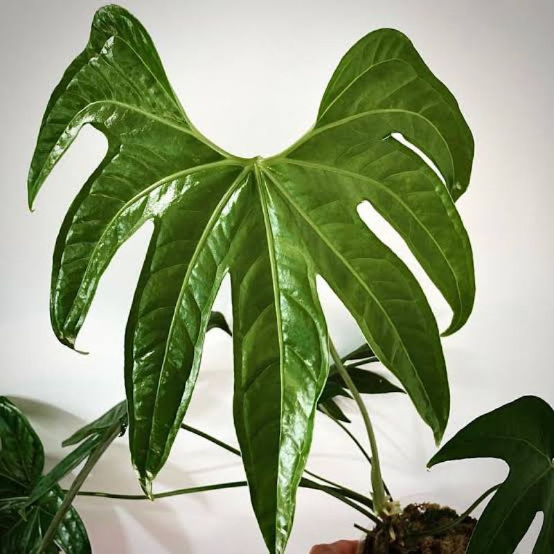 Anthurium Jari Pedatoradiatum