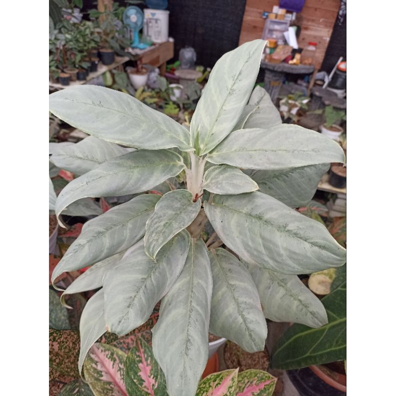 Aglonema Aglaonema Silver Curly (Bukan Diven)