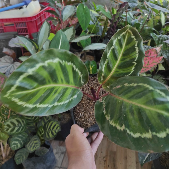 Tanaman hias Calathea Linden/Linden/Calathea/calathea linden