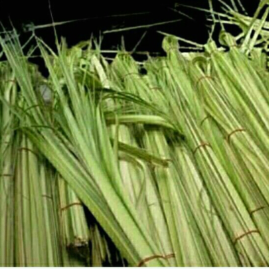 

Janur Isi 20 Batang / Janur Kuning Daun Kelapa Muda