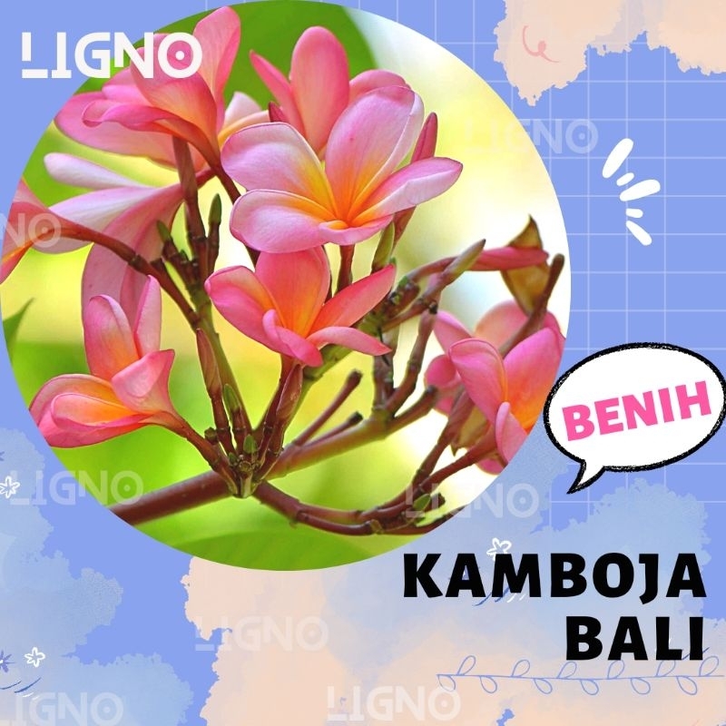 Benih KAMBOJA BALI PINK Pohon Besar Biji Bunga