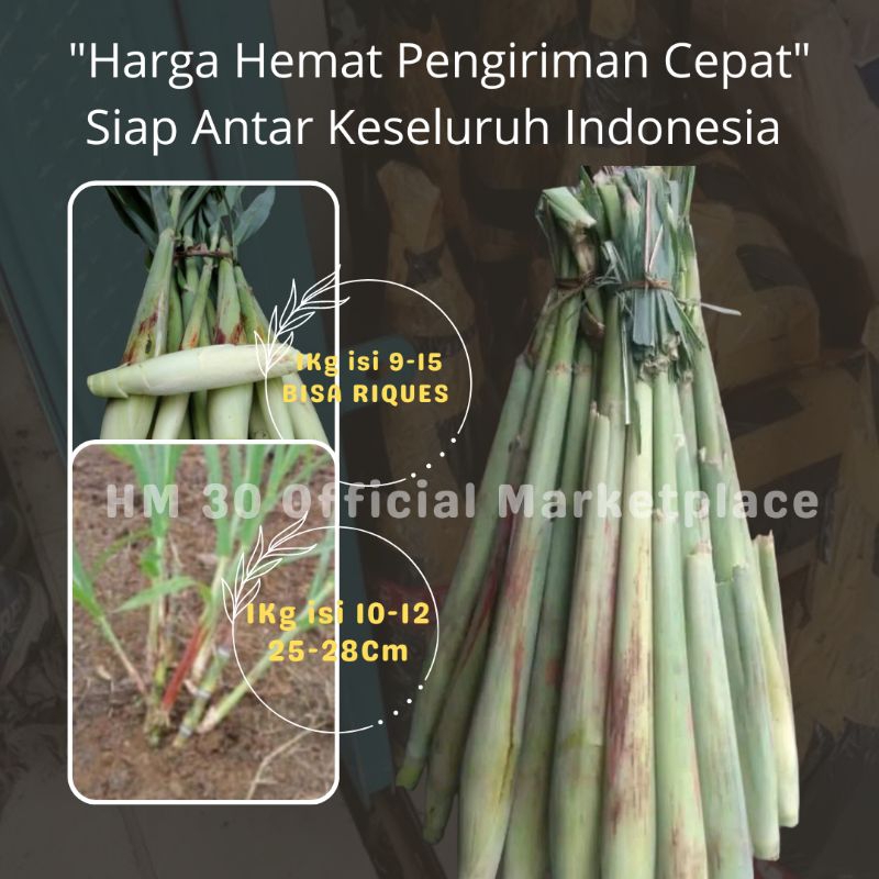 

Trubuk & Bibitnya 1Kg Fresh Murah JAMINAN UANG KEMBALI Jika Produk Mengecewakan Trubus Telur Tebu Bibit stek Siap Tanam Termurah Sayuran Langka 1 Ikat 1000gr Tebundo Terubuk Turubuk Sunda Indonesia Telor Tiwu Segar Menu Sehat Endog Tebu sayur lilin