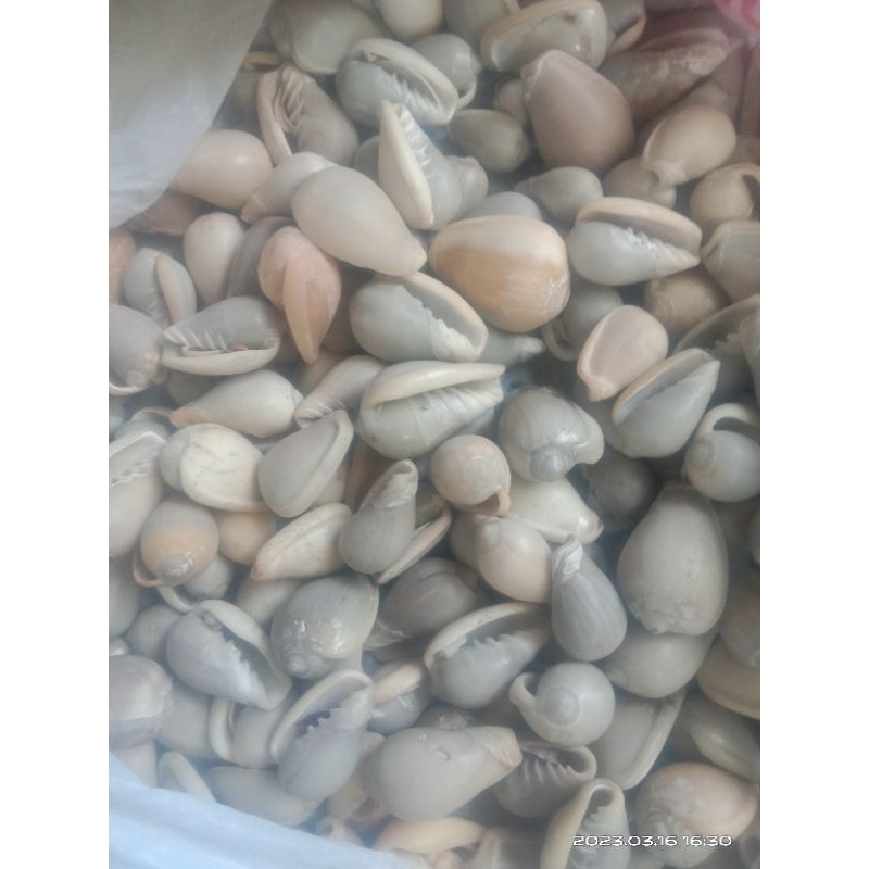 Kuwuk mainan kerang laut 15 biji