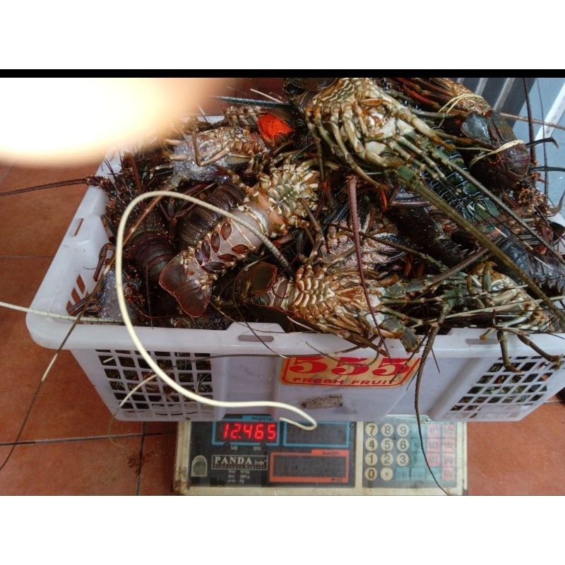 

LOBSTER LAUT MATI FROZEN FRESH